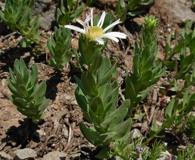 Doellingeria gormanii