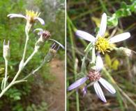 Doellingeria tomentella