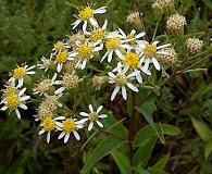 Doellingeria umbellata