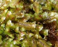 Douinia plicata