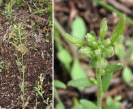 Draba aprica