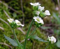 Draba arabisans