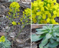 Draba asprella