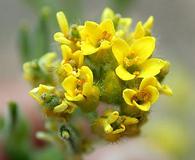 Draba aurea