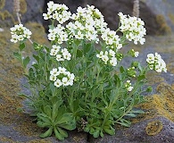 Draba borealis