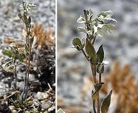 Draba breweri