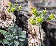 Draba corrugata