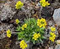 Draba corymbosa