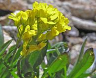 Draba crassa