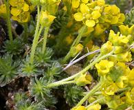 Draba densifolia