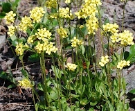 Draba juvenilis