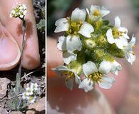 Draba lonchocarpa