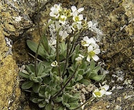 Draba nivalis