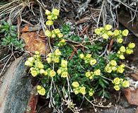 Draba oligosperma