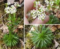 Draba ramosissima