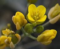 Draba stenoloba