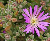 Drosanthemum floribundum