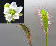 Drosera anglica