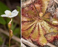 Drosera brevifolia