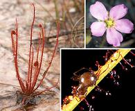 Drosera filiformis