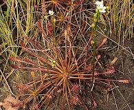 Drosera intermedia