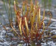 Drosera linearis