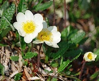 Dryas alaskensis