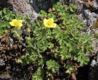 Drymocallis ashlandica