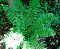 Dryopteris X triploidea