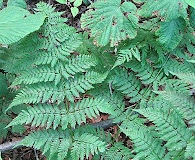 Dryopteris campyloptera