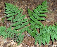 Dryopteris carthusiana