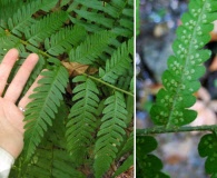 Dryopteris celsa