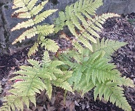 Dryopteris erythrosora