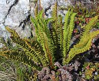 Dryopteris fragrans