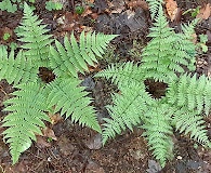 Dryopteris intermedia