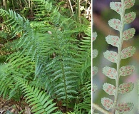 Dryopteris ludoviciana