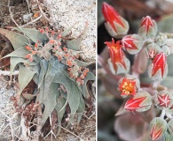 Dudleya arizonica