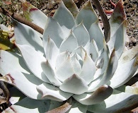 Dudleya brittonii