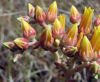 Dudleya caespitosa