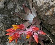 Dudleya cymosa