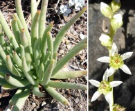 Dudleya edulis