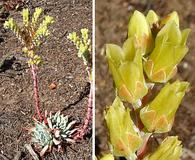 Dudleya farinosa