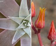 Dudleya lanceolata