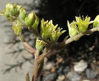 Dudleya multicaulis