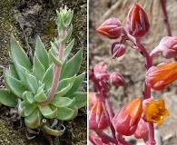 Dudleya palmeri