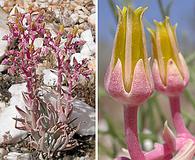 Dudleya saxosa