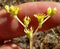 Dudleya variegata