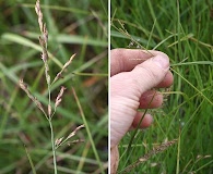 Dupontia fisheri