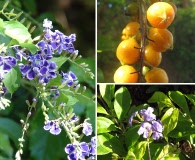 Duranta erecta