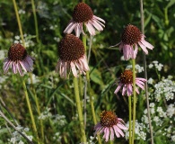 Echinacea atrorubens